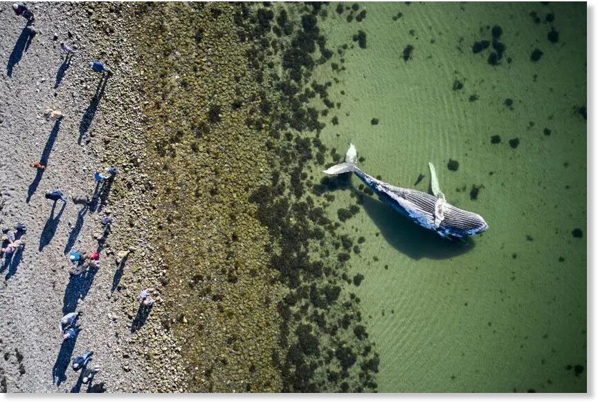 Local visitors view a dead humpback whale which has washed up on the coast of Djursland in Denmark.