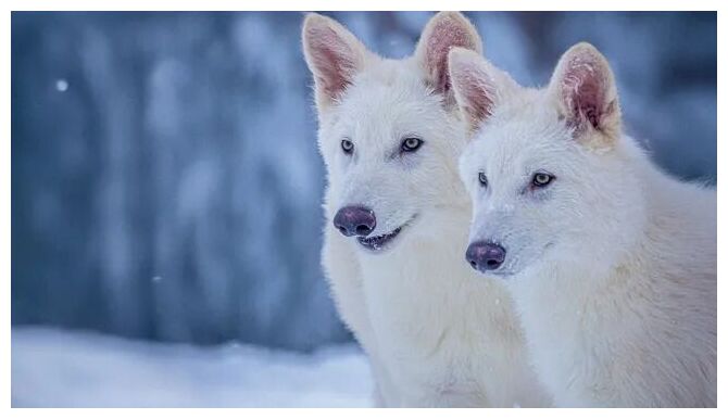 Click to enlarge Dire Wolfs