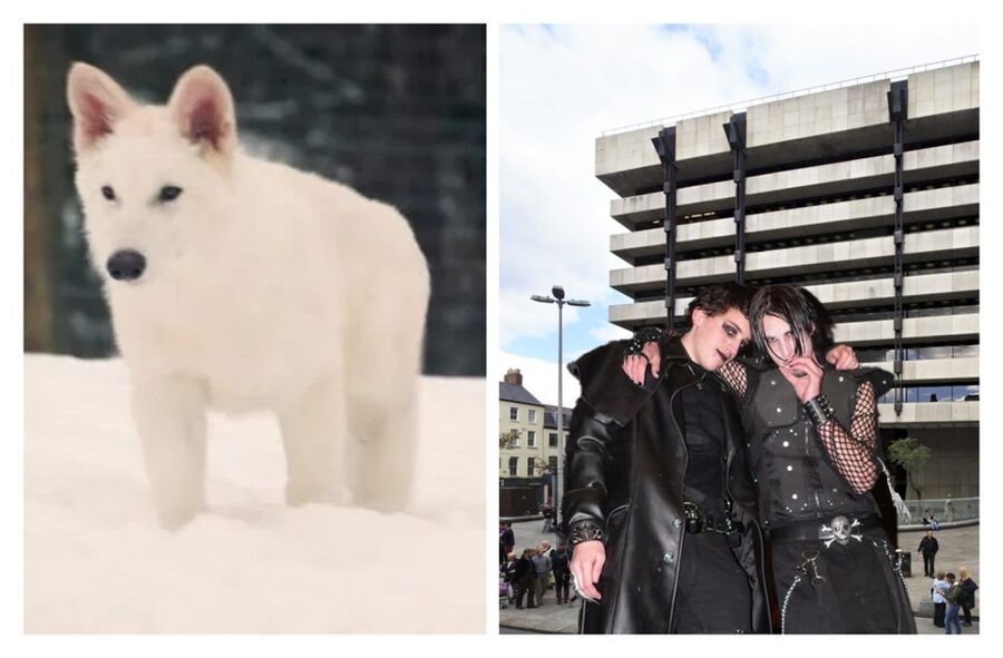 Wolf and Goths