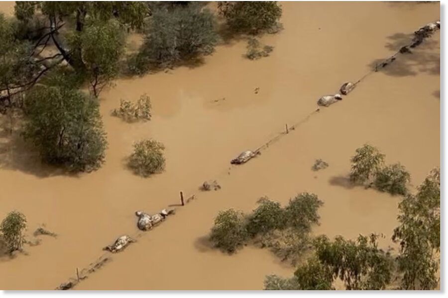Click to enlarge The most recent figures from the Queensland Department of Primary Industries suggest over 144,000 livestock, mostly cattle, sheep and goats, have been killed by floods.