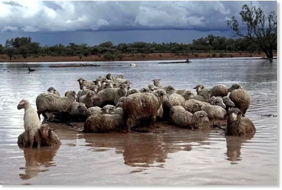 Click to enlarge Sheep farmer Brendan Murray from Eromanga said he has probably lost 6,000 of his flock of 9,000 sheep.