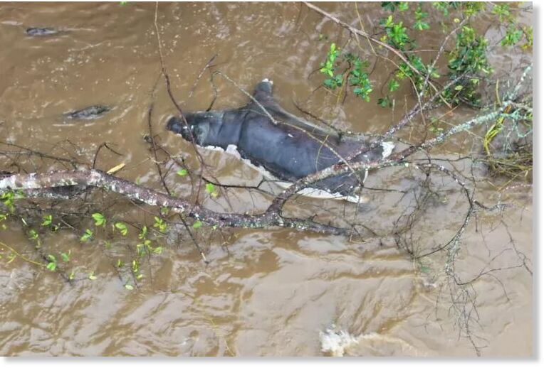 Click to enlarge A dead hippo lies in the water due to anthrax killing the animals in Virunga National Park, Democratic Republic of Congo, in this undated handout picture released April 8, 2025.