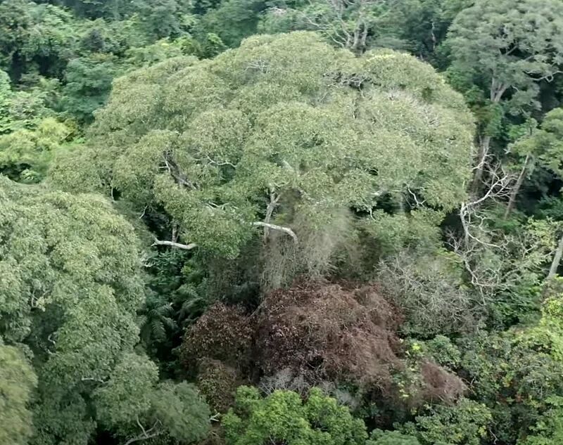 Click to enlarge Dipteryx oleifera panama tree lightning strikes