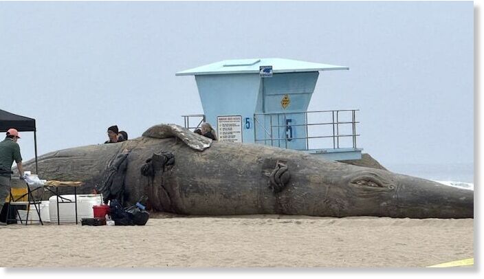 A deceased 25-foot grey whale washed ashore near the Huntington Beach Pier on Friday.
