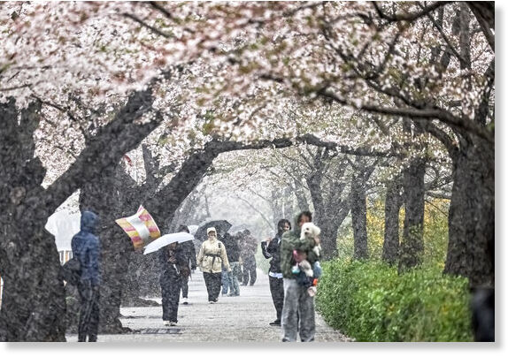 People walk along the cherry blossom road in Yeongdeungpo District, western Seoul, on April 13.