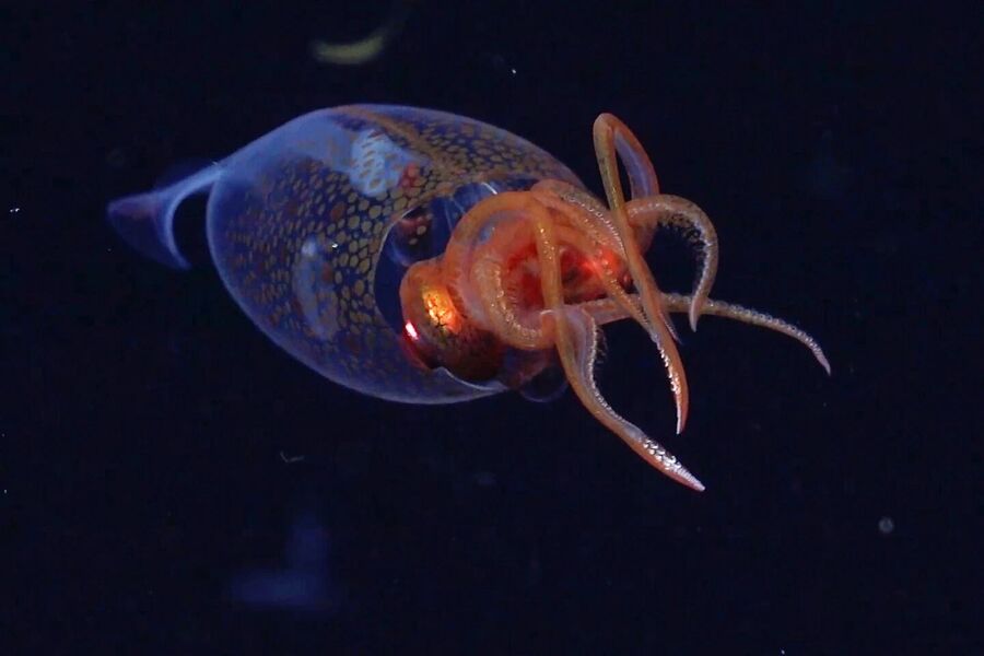 Click to enlarge juvenile colossal squid