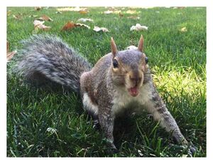 A Squirrel