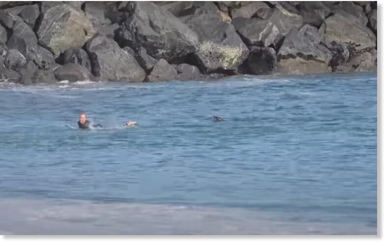 A sea lion’s head pokes out of the water behind a surfer at a beach in San Diego in April 2025.