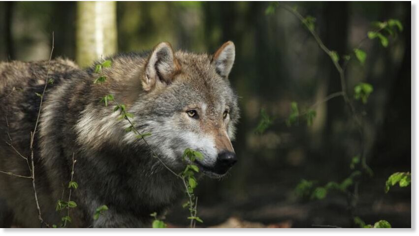 Wolf in forest
