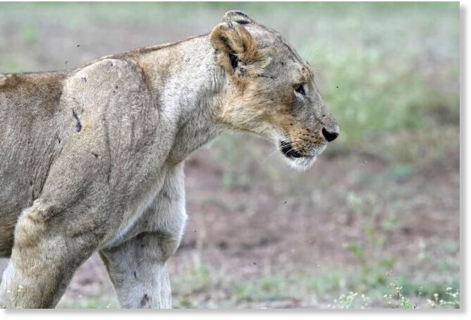 A lioness roams around Nairobi National Park, on the outskirts of Nairobi, on Wednesday, Jan. 31, 2024.