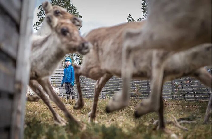 Click to enlarge sami children arctic reindeer