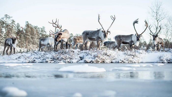 finland sami reindeer herds