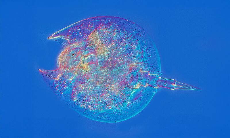 Click to enlarge rotofir microscopic animal