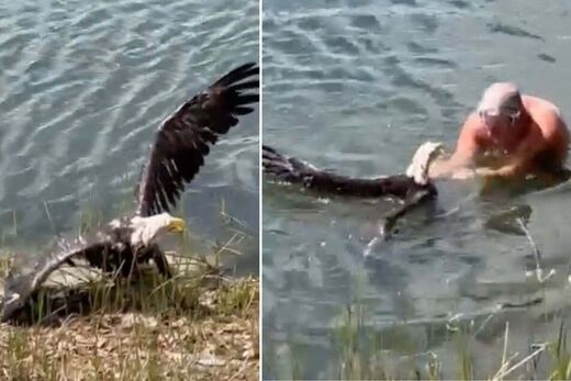 Florida man dives into lake to save wounded eagle on April 20: 'This is the symbol of America man'