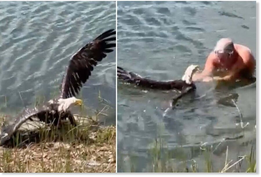 With great effort, the brave man brings the battered animal to shore and saves its life.