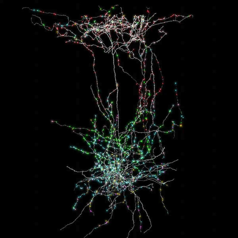 Click to enlarge Neurons