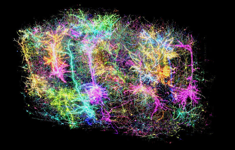 cells connectome