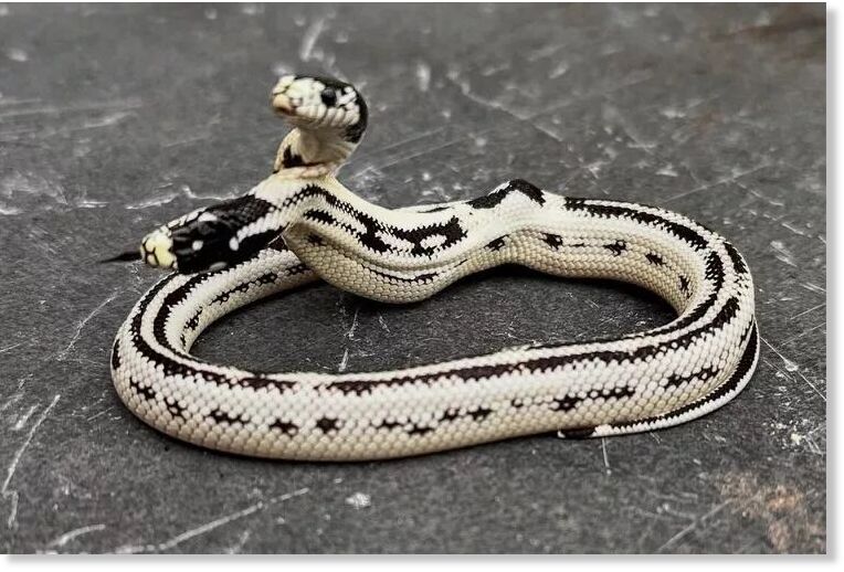 Two-headed California king snake.