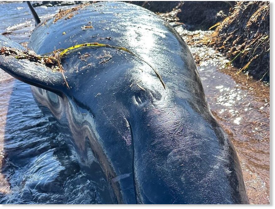 One of seven false killer whales stranded at House Beach near Bremer Bay, on WA's southern coast.