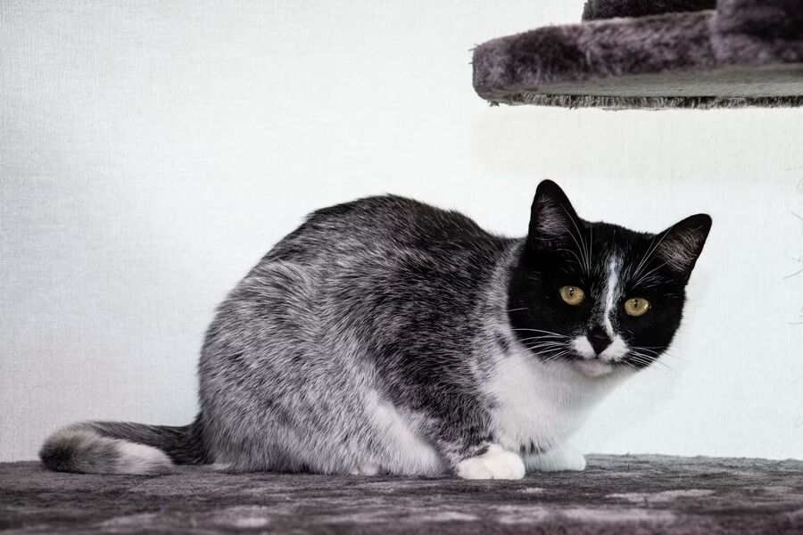 cat genetics coat color salty licorice