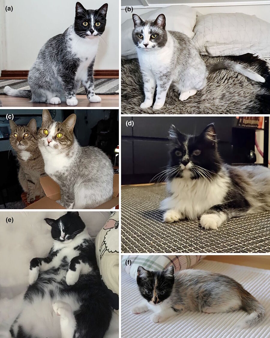 Click to enlarge cats coat color