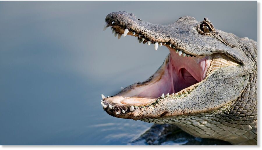 An alligator in Florida.
