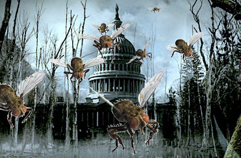 Capitol swamp