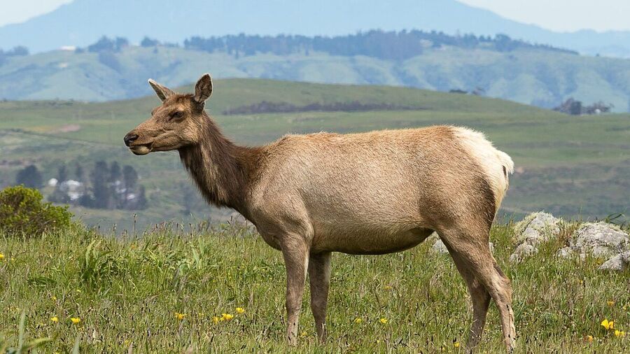 elk point reyes california
