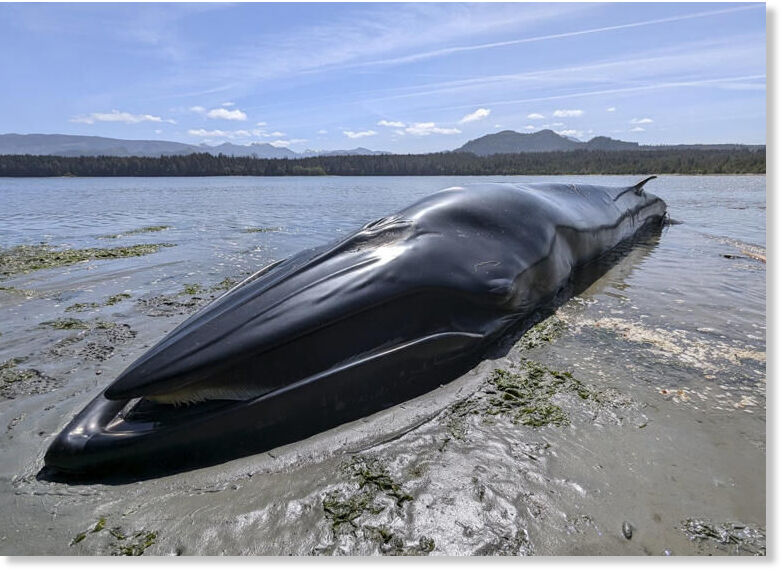 The Namgis First Nation says in a statement that a dead whale, seen in this handout image