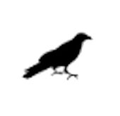 Quoth the Raven Avatar