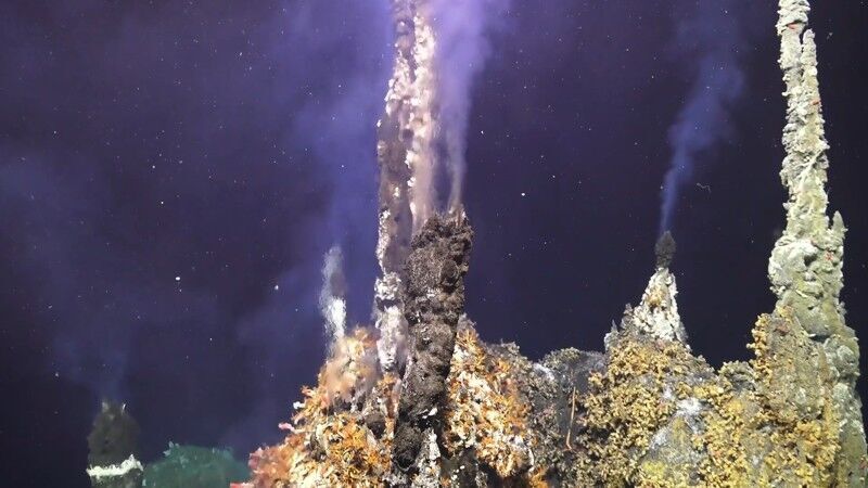 Click to enlarge underwater plants