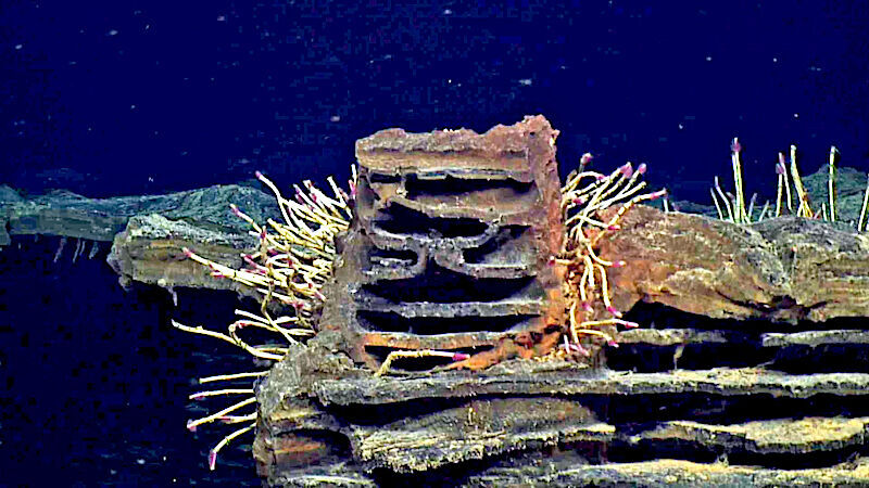 Click to enlarge Tubeworm rocks