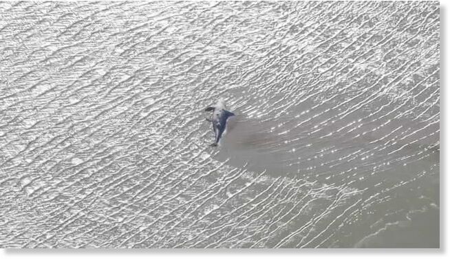 An adult female gray whale was spotted off Mare Island in Vallejo.