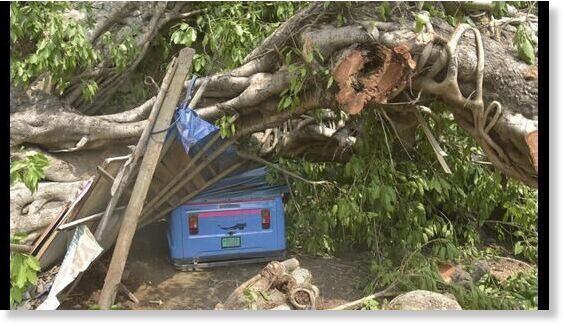 An auto was crushed after a tree fell on it during rain in Ghaziabad district on May 21 night