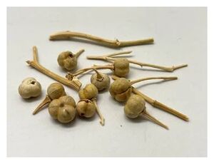 Click to enlarge Dried fruit of Peganum harmala