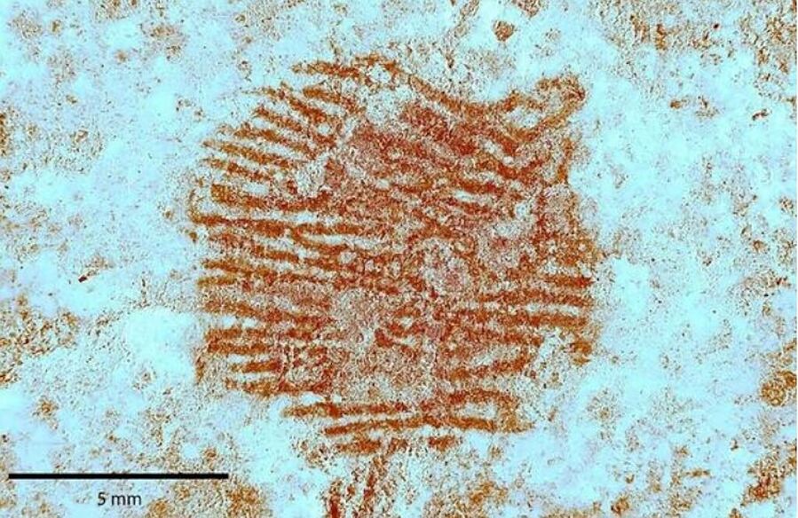 Click to enlarge neanderthal fingerprint stone art face