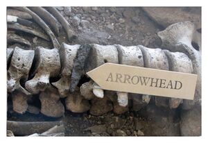 Skeleton with spear head lodged in spine
