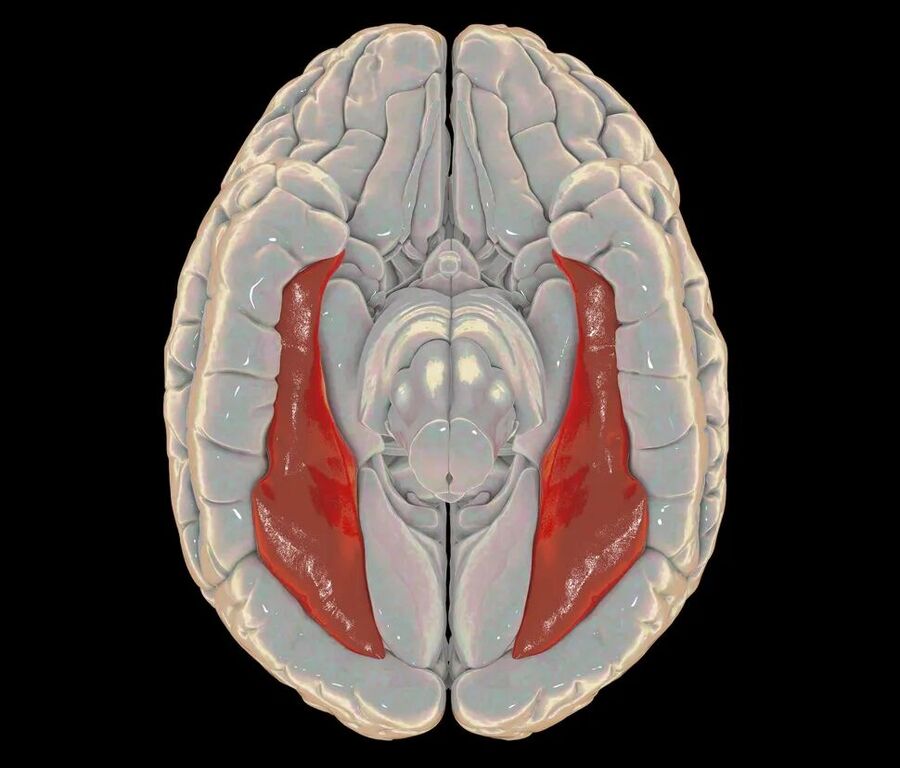 Click to enlarge brain model fusiform gyrus visual pattern recognition
