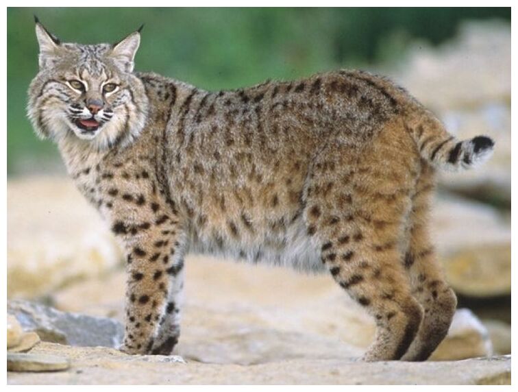 Bobcat