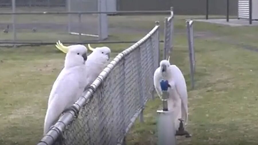 cockatoos use water fountain australia park