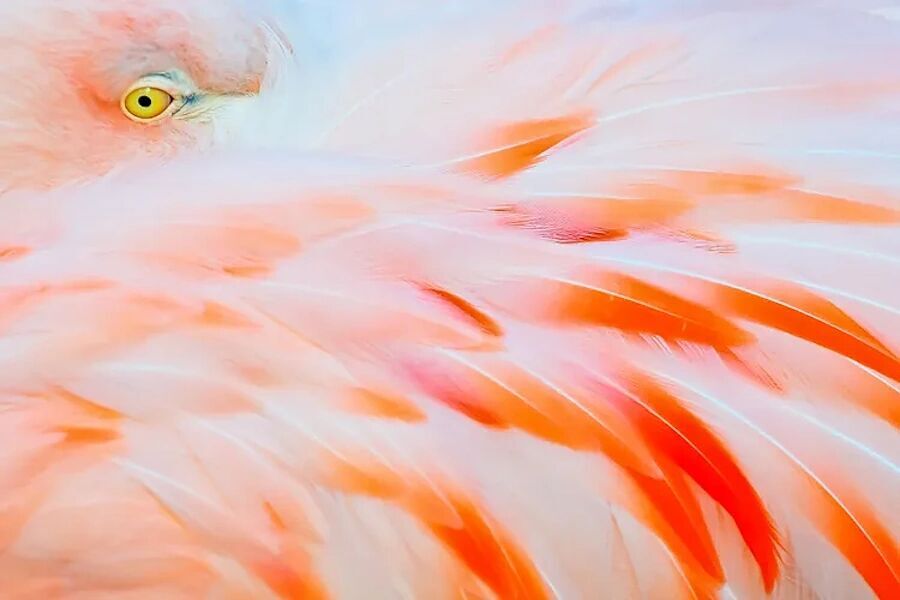 flamingo feather