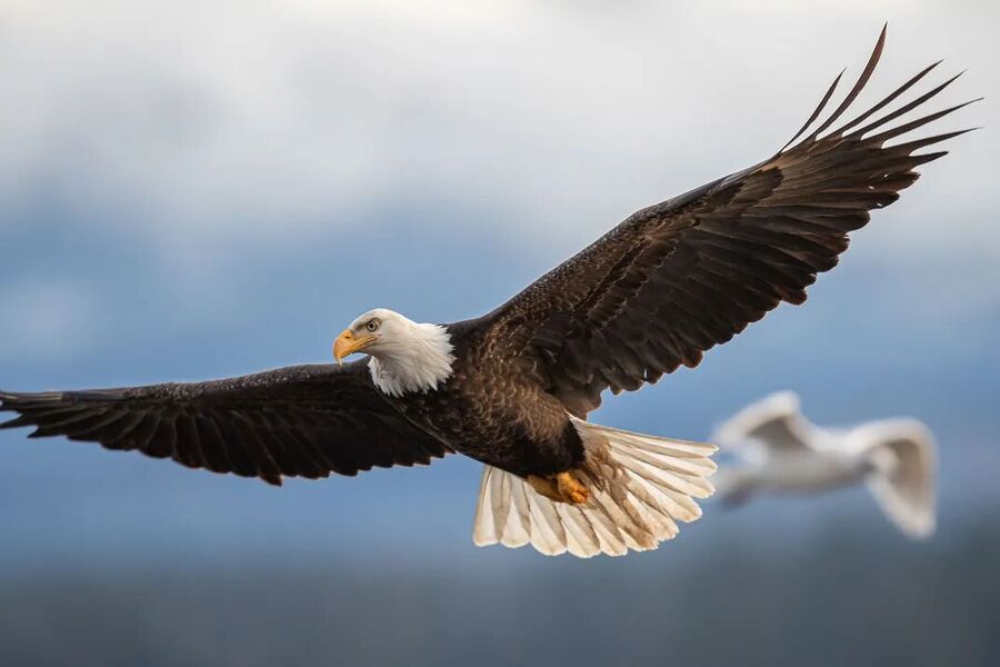Click to enlarge eagle wingtips airplane copy design