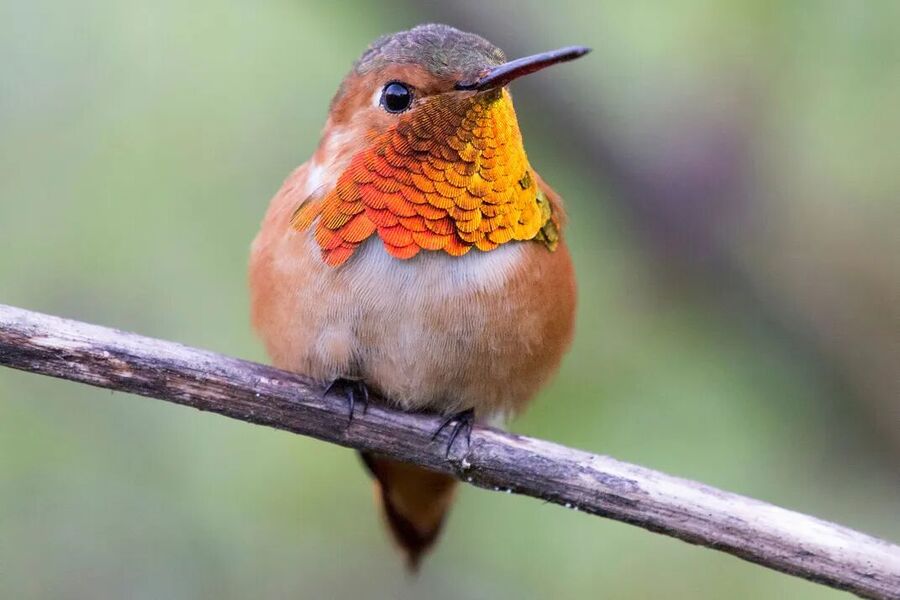 Click to enlarge allen's hummingbird