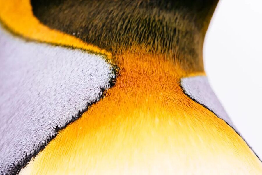 Click to enlarge king penguin feather color closeup