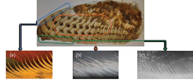 Click to enlarge owl feather silent flight research airplanes