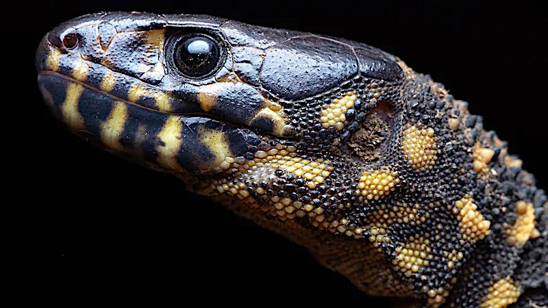 Night Lizard