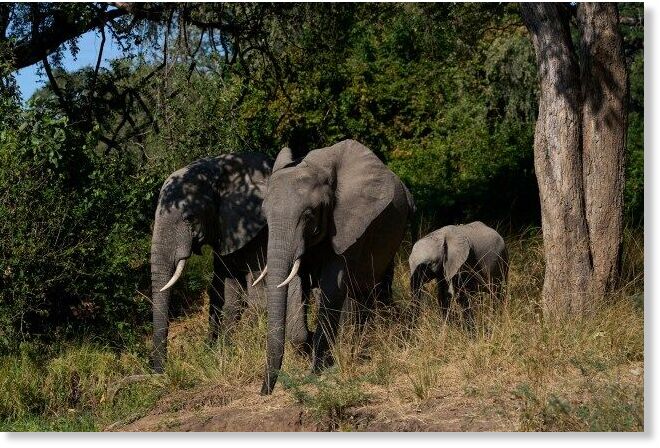 Rangers tried shooting at the elephant but could not stop the attack
