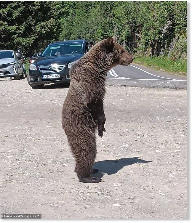 Just a day before the tragic incident, the motorcyclist had posted pictures of a bear, which appeared to be stood dangerously close to him