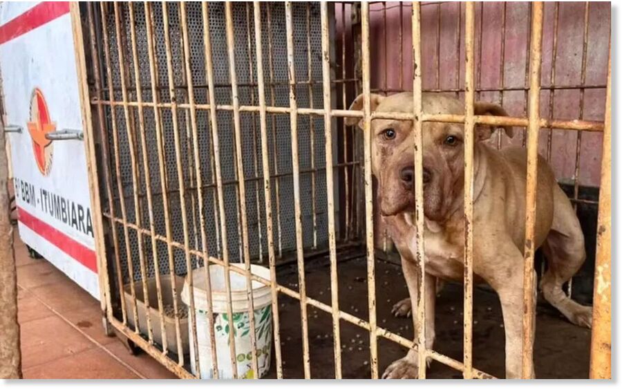 The dog was held by authorities following the incident