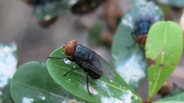 screwworm fly